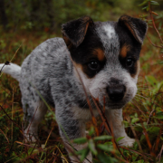 Image of a Blue Heeler puppy in three toned colors with black, grey and ...