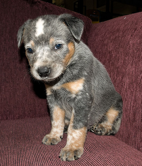 Blue Heeler puppy image.PNG
