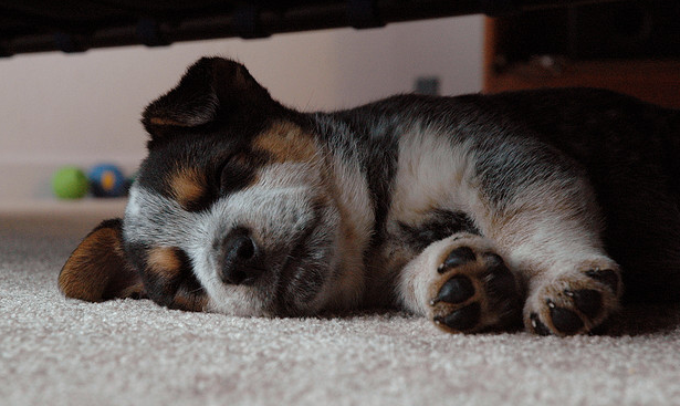 Blue Heeler puppy in deep sleep.PNG
