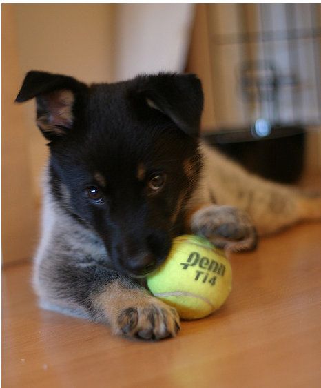 Blue Heeler puppy playing with a tennis ball.PNG
