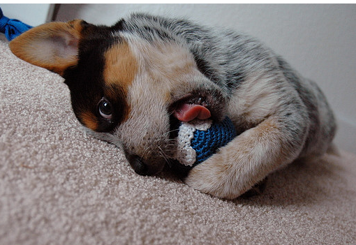 blue heeler puppy cute