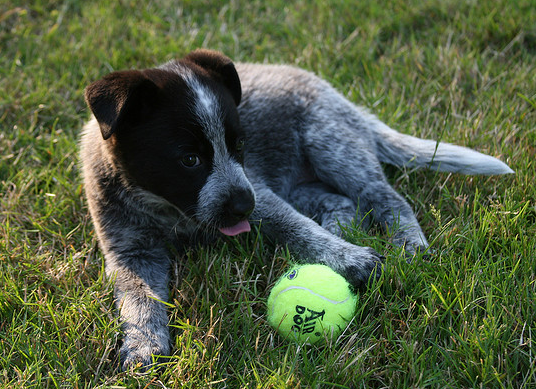 Blue Heeler puppy playing with its tennis on the grass.PNG
