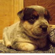Blue Heeler puppy that looks like a rabbit.PNG
