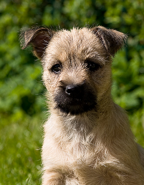 Cairn Terrier dog pictures.PNG
