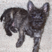 Cairn Terrier puppy in black and grey.PNG
