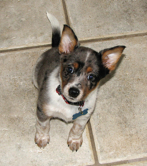 Cute Blue Heeler puppy looking up to the camera.PNG
