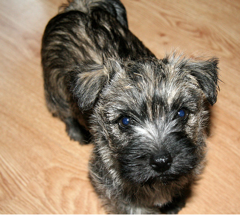 Cairn Terrier puppy looking up to the camara.PNG
