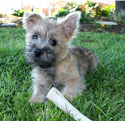 Cairn Terrier puppy on the grasss.PNG
