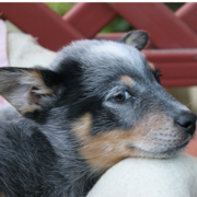 Cute dog picture of a Blue Heeler puppy.PNG
