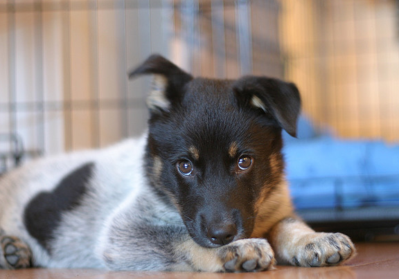Cute picture of a Blue Heeler puppy.PNG
