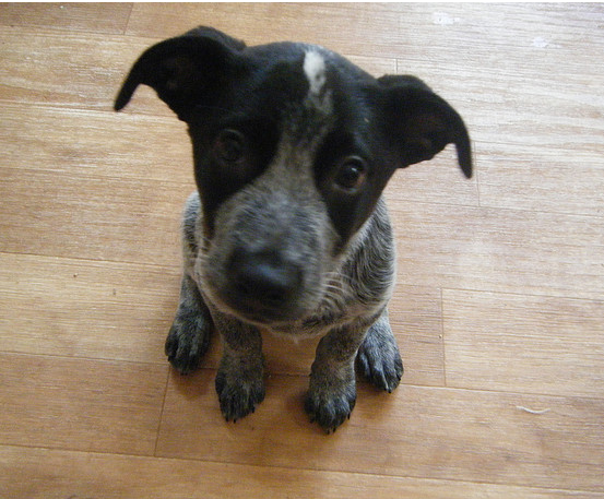 Cute puppy face looking up to the camera_Blue Heeler dog in grey and black.PNG
