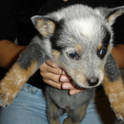 Cute puppy picture of a Blue Heeler dog in three toned colors.PNG
