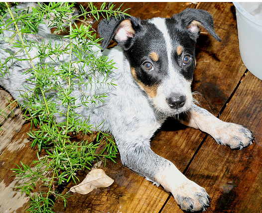 Image of Blue Heeler puppy.PNG
