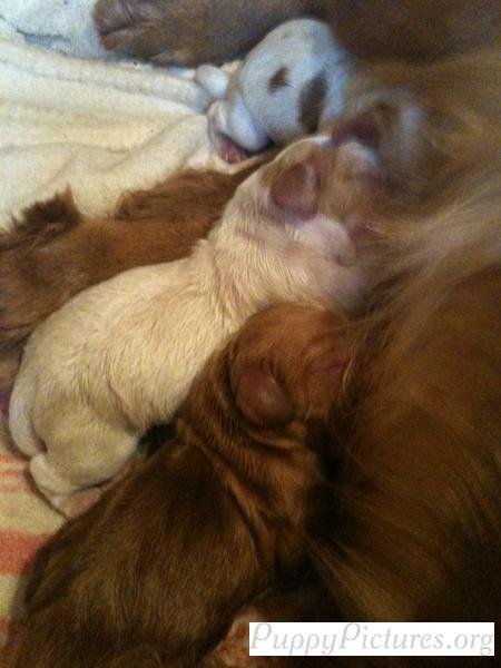 pups 1,2,3 feeding again.jpg
