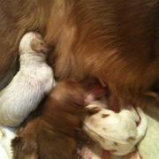 pups 1,2,3 feeding.jpg
