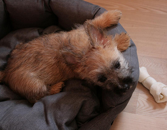 Cairn Terrier puppy pictures.PNG
