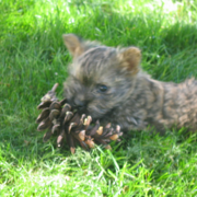 Cairn Terrier puppy playing in the garden.PNG
