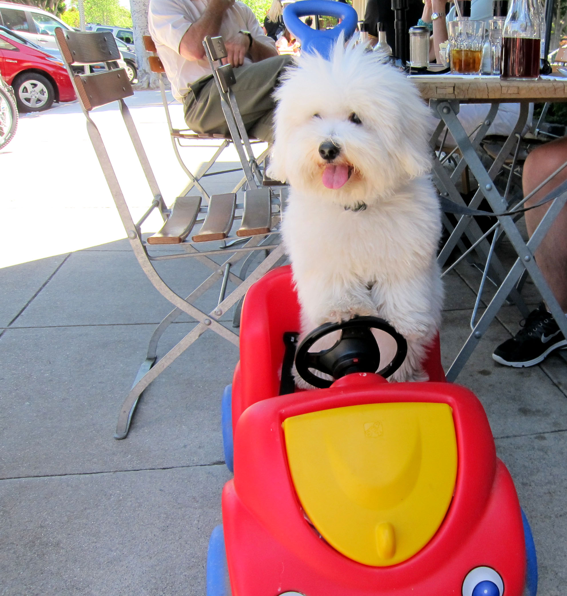 Vroom Vroom!  Our Coton de Tulear, Jackson.
