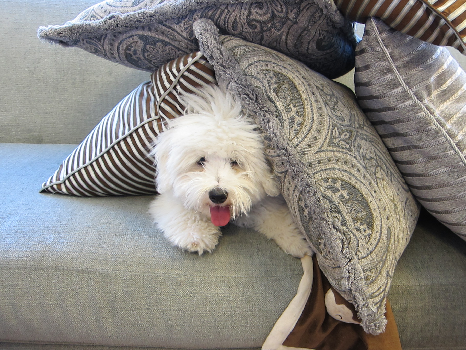 Puppy tent!  Our Coton de Tulear, Jackson.
