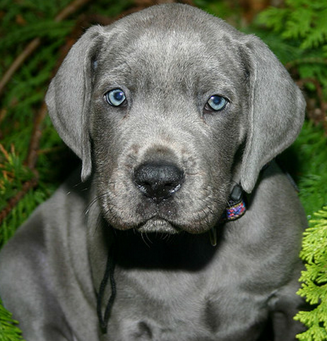 Blue great dane puppy picture.PNG