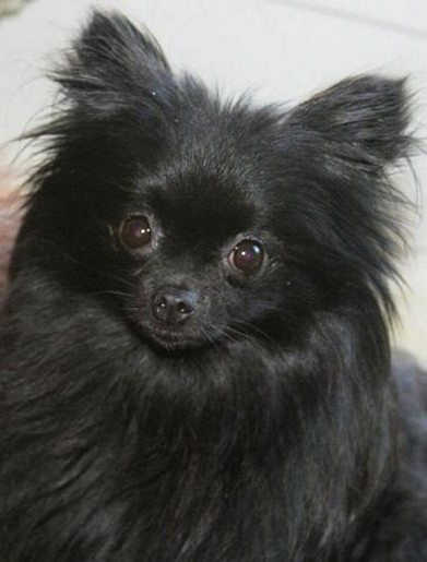 black pomeranian chihuahua puppy.jpg (2 comments)